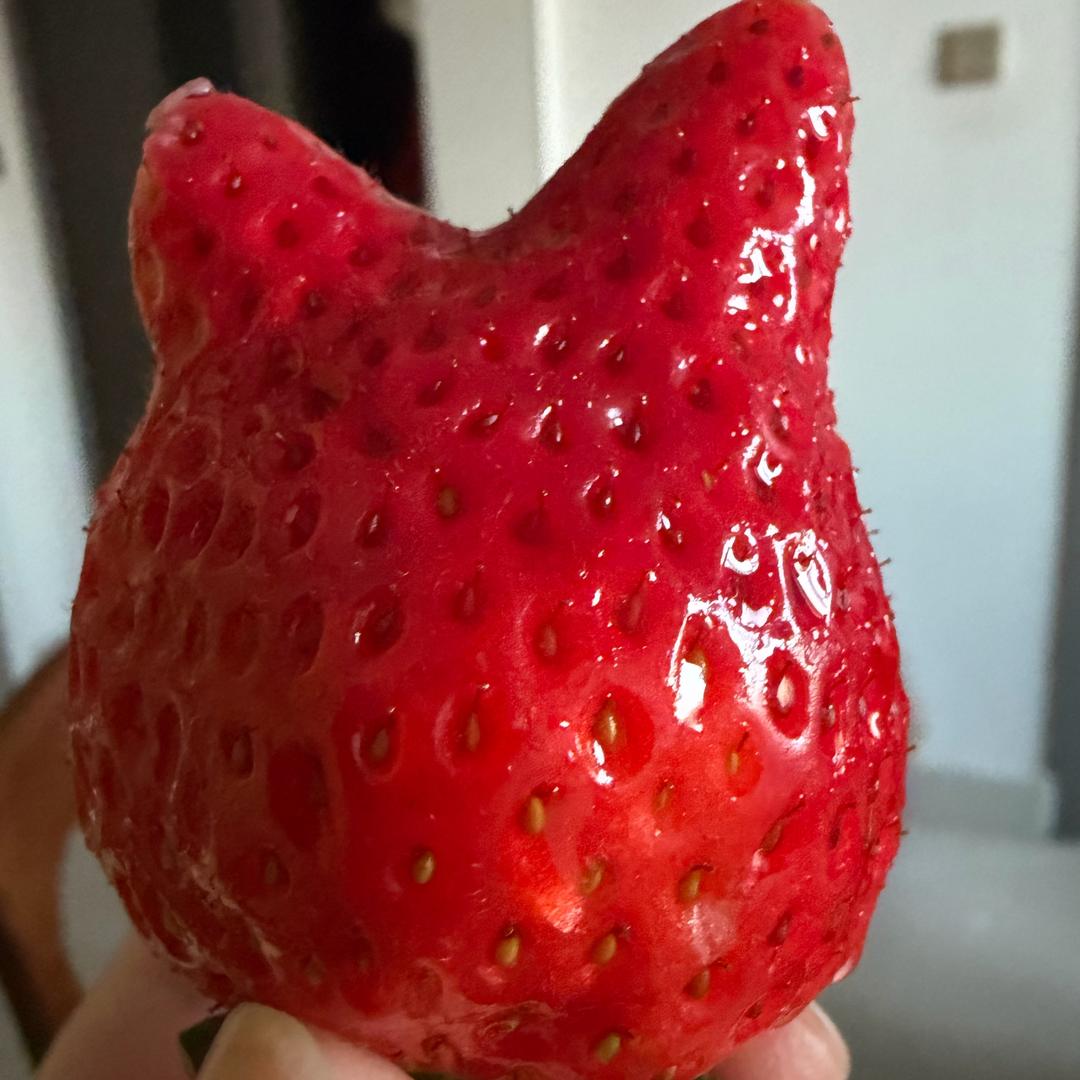 yGL愿梦之缘
