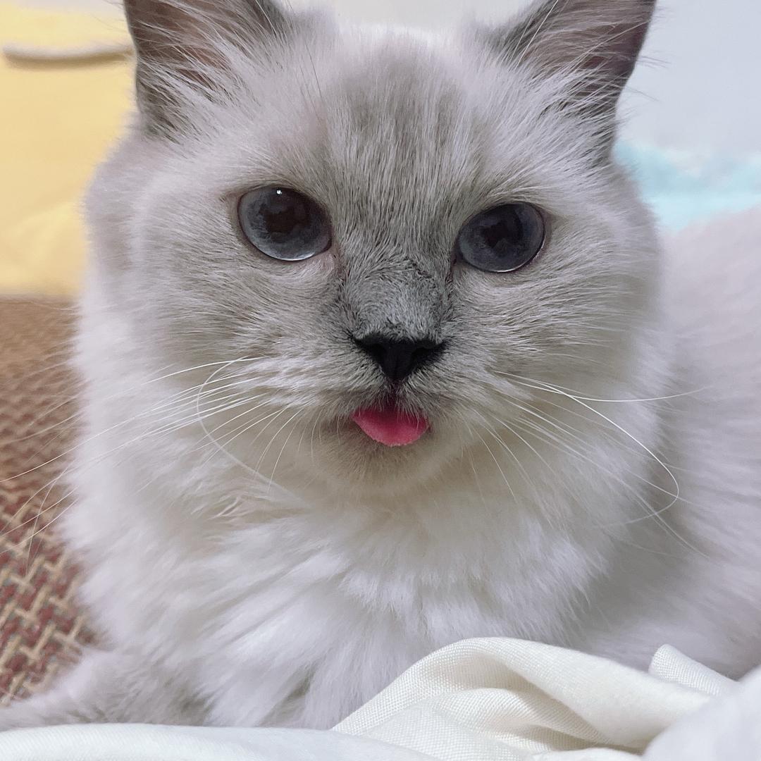 贝才. 来~