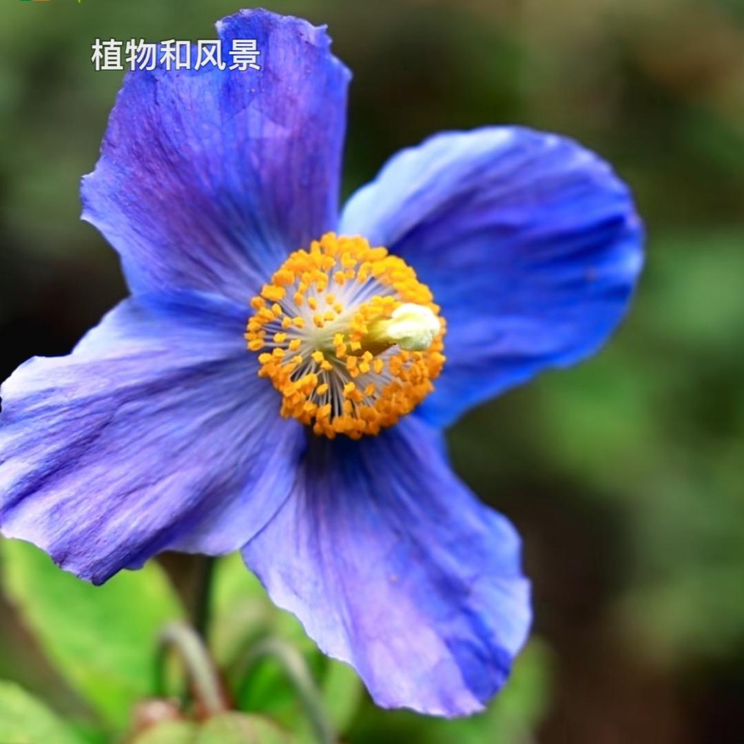 晴好