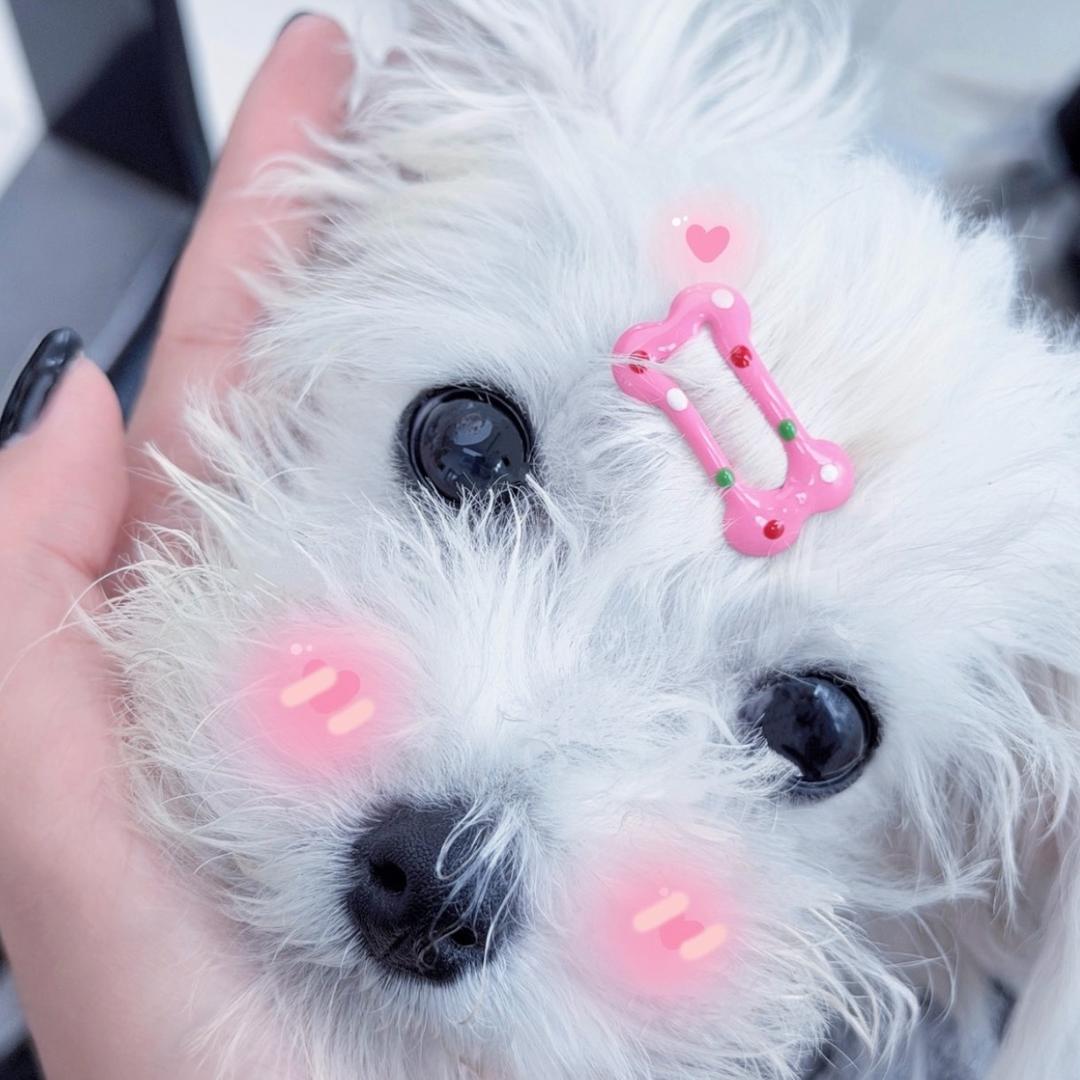 零碎小土豆•kK