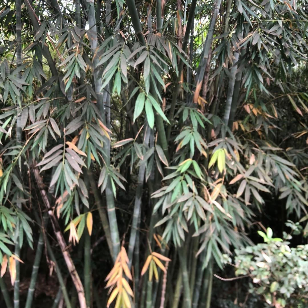 栋