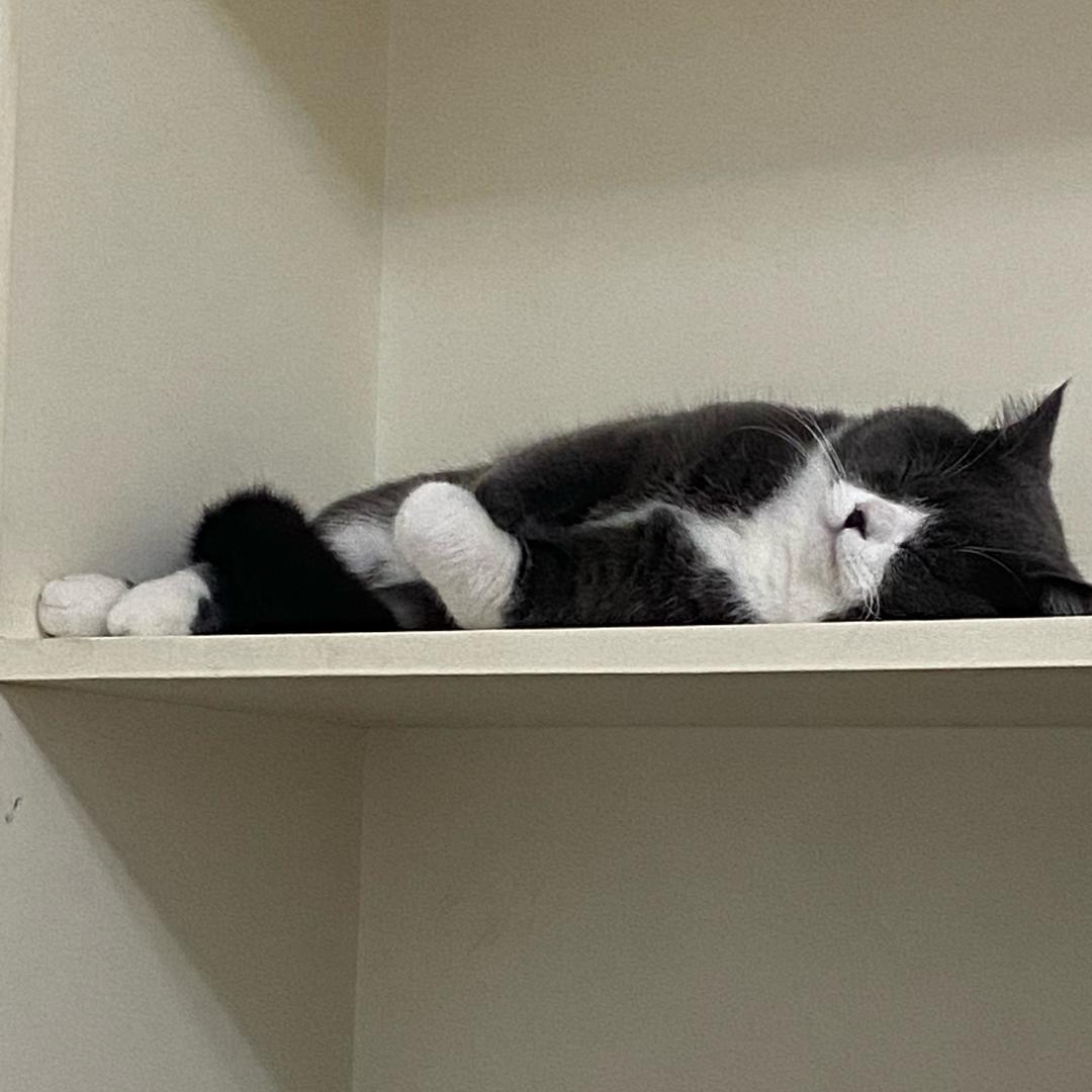 乖乖波斯猫yy