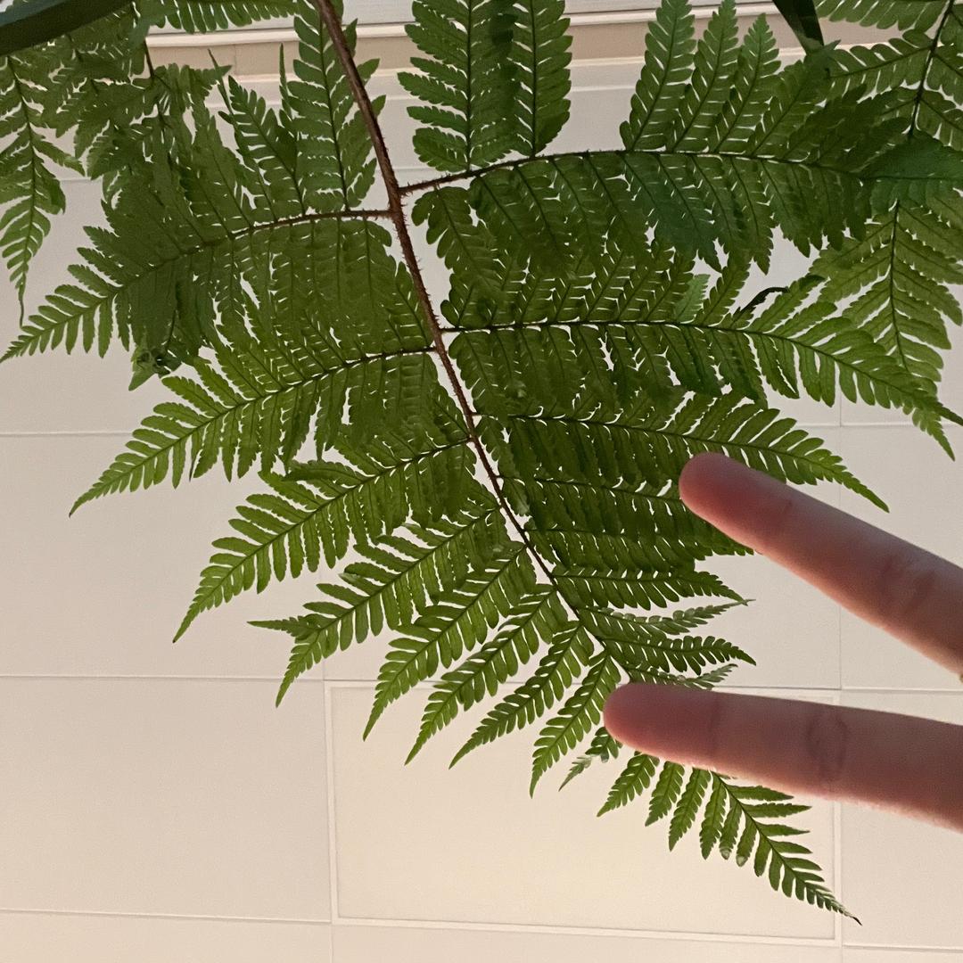 带着花见面