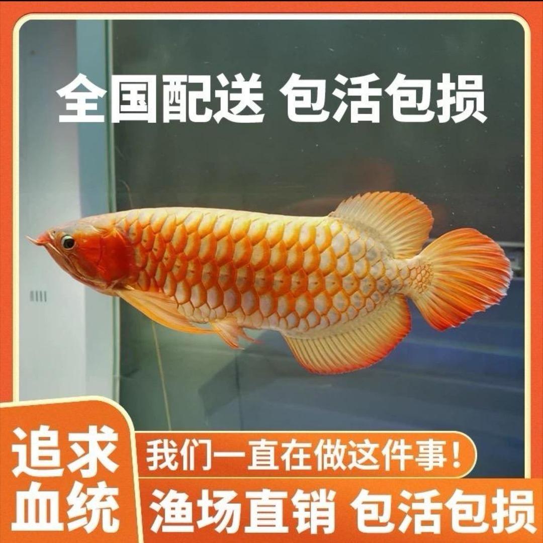 高端金龙红龙贸易