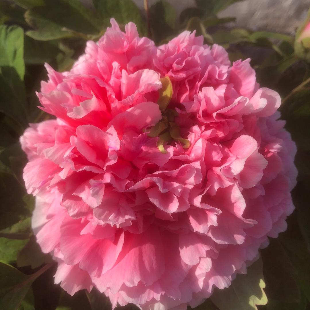 朵朵花🌸开