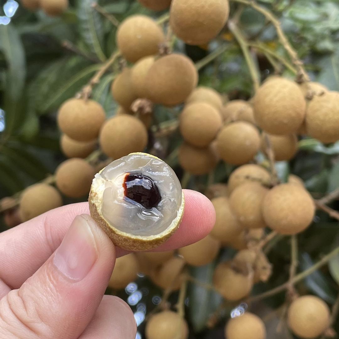 绿农社华侨水果