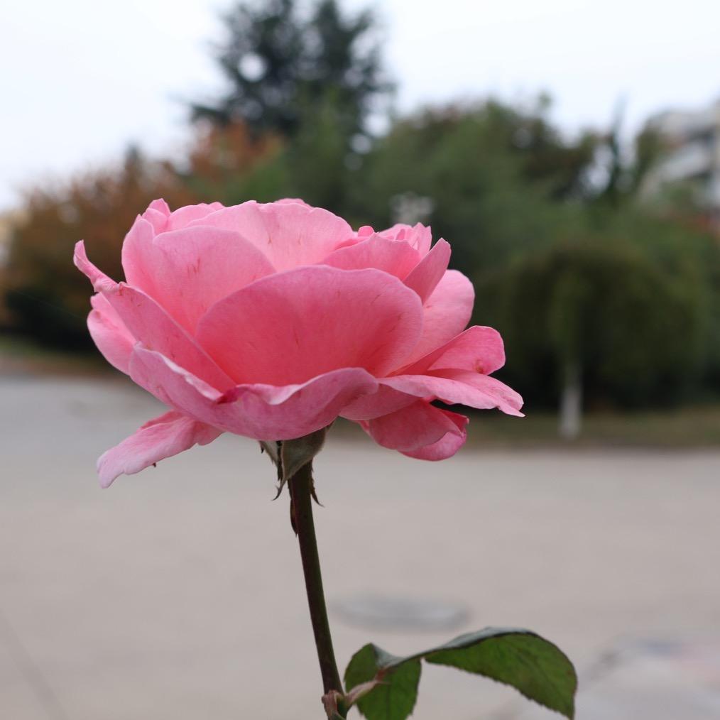 一颗荔枝（努力版）