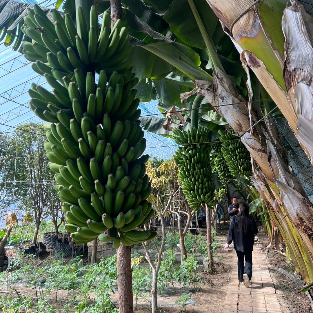 新民市热带水果采摘2