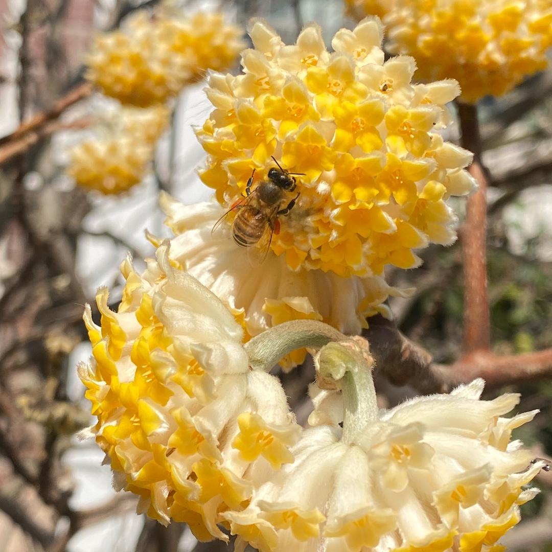 @棉花团团