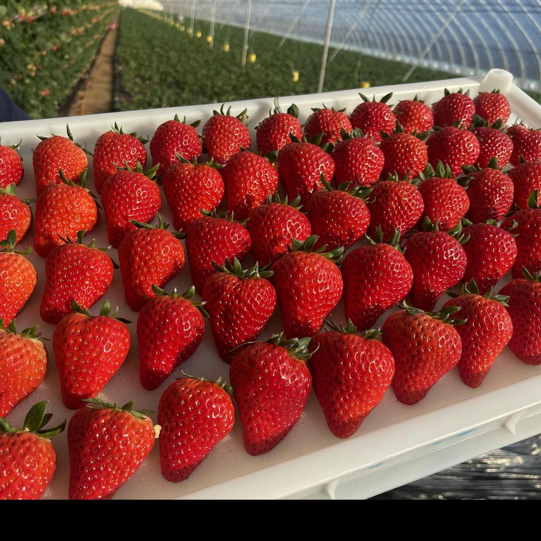 正宗丹东九九草莓（自家果园）