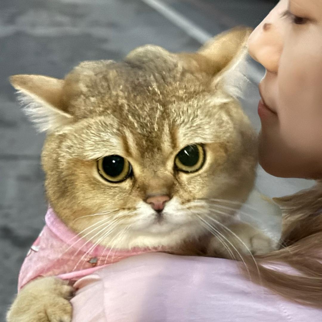 嘟嘟是猫不是猪