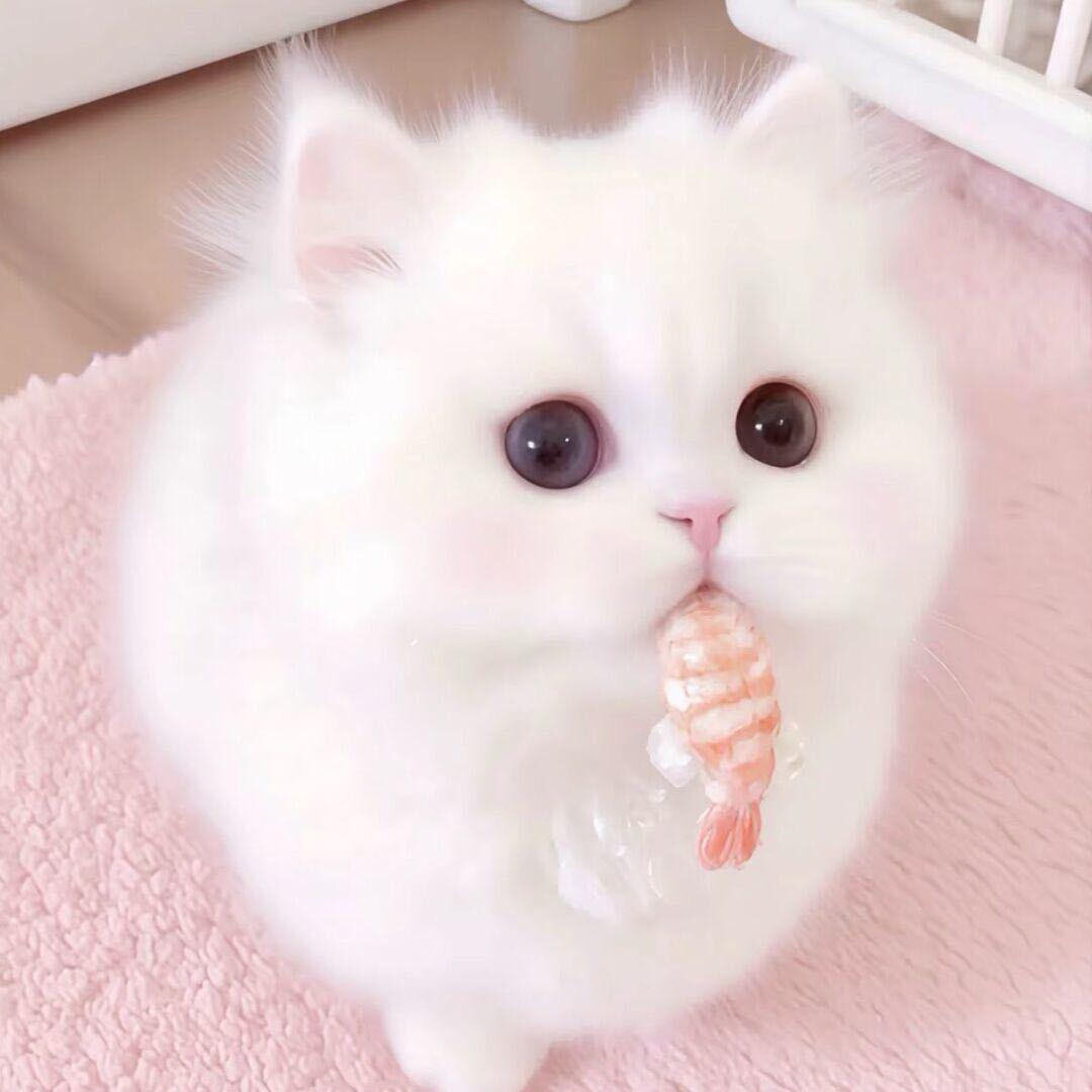 小鱼饼咩