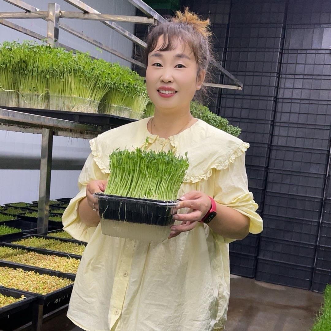 静静水培芽苗菜