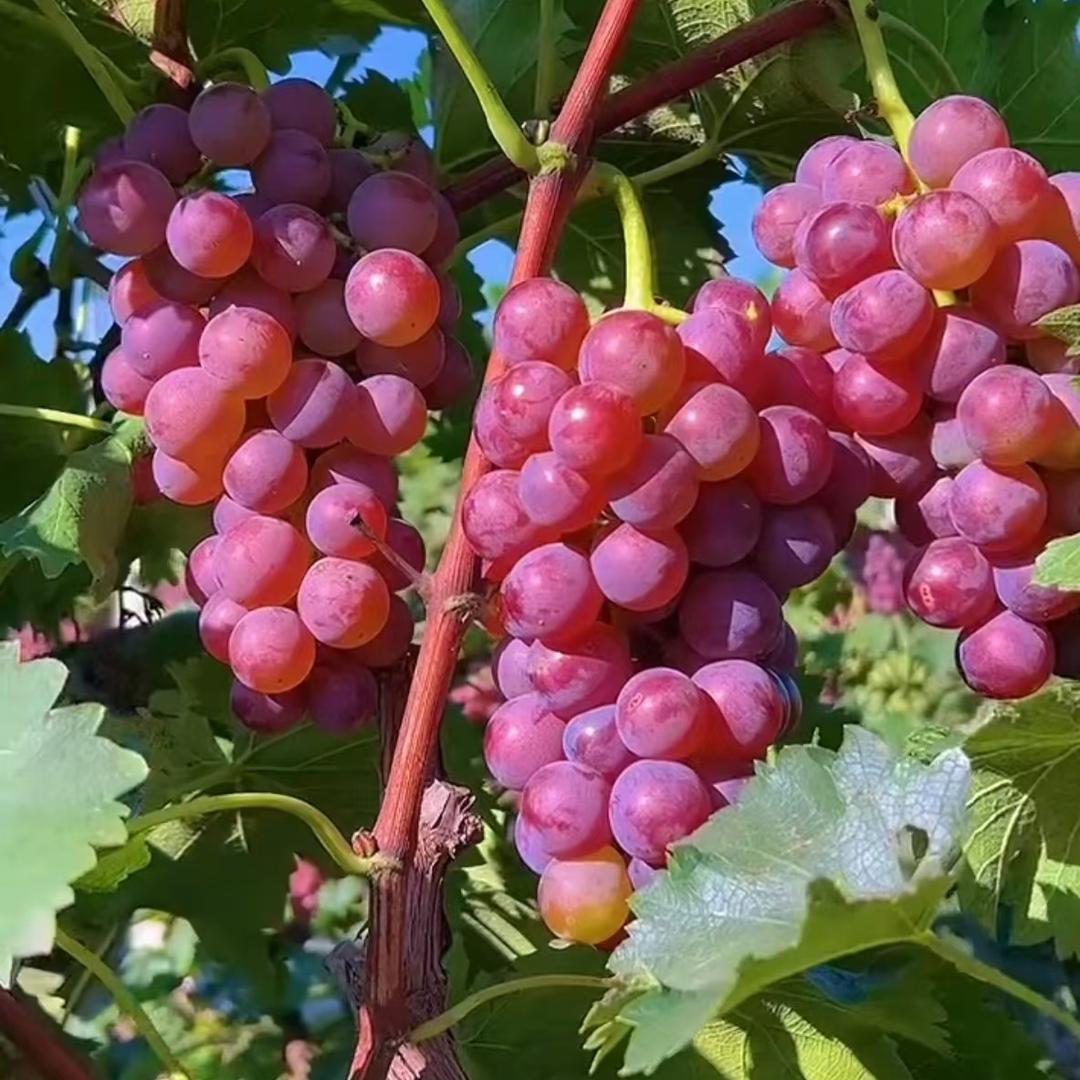 大杨果树苗木专营店