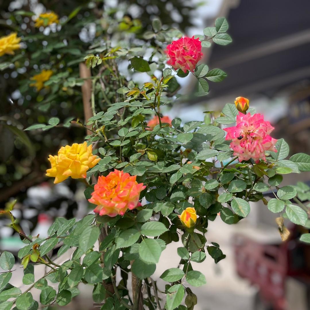 ☔️💦雨🌺🍃🌸🌾