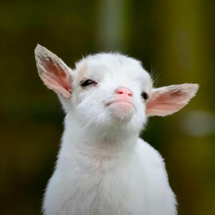 7祁七只羊