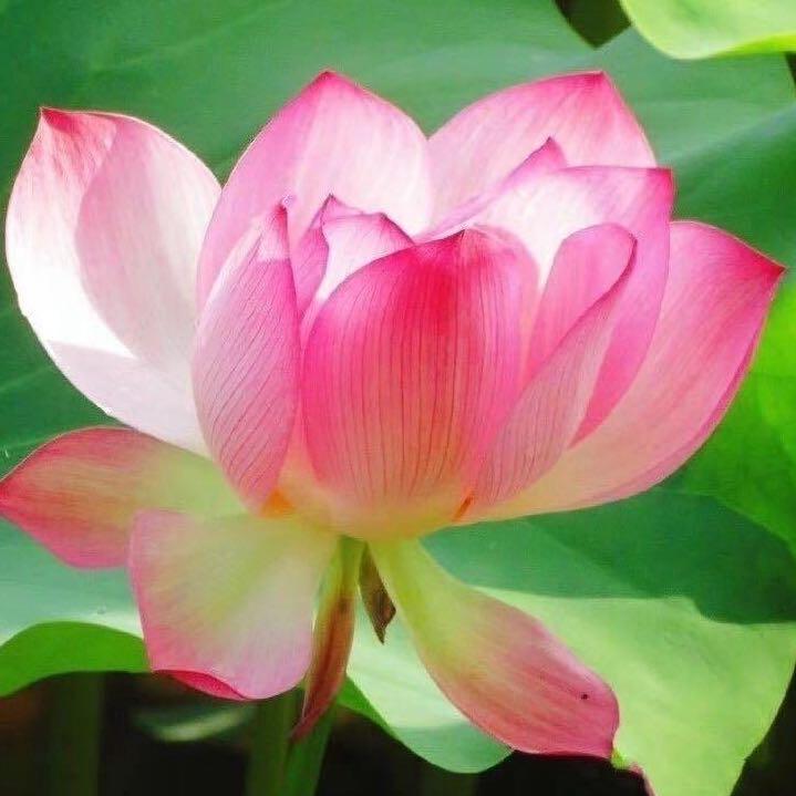 小雅🌸🍀🌸