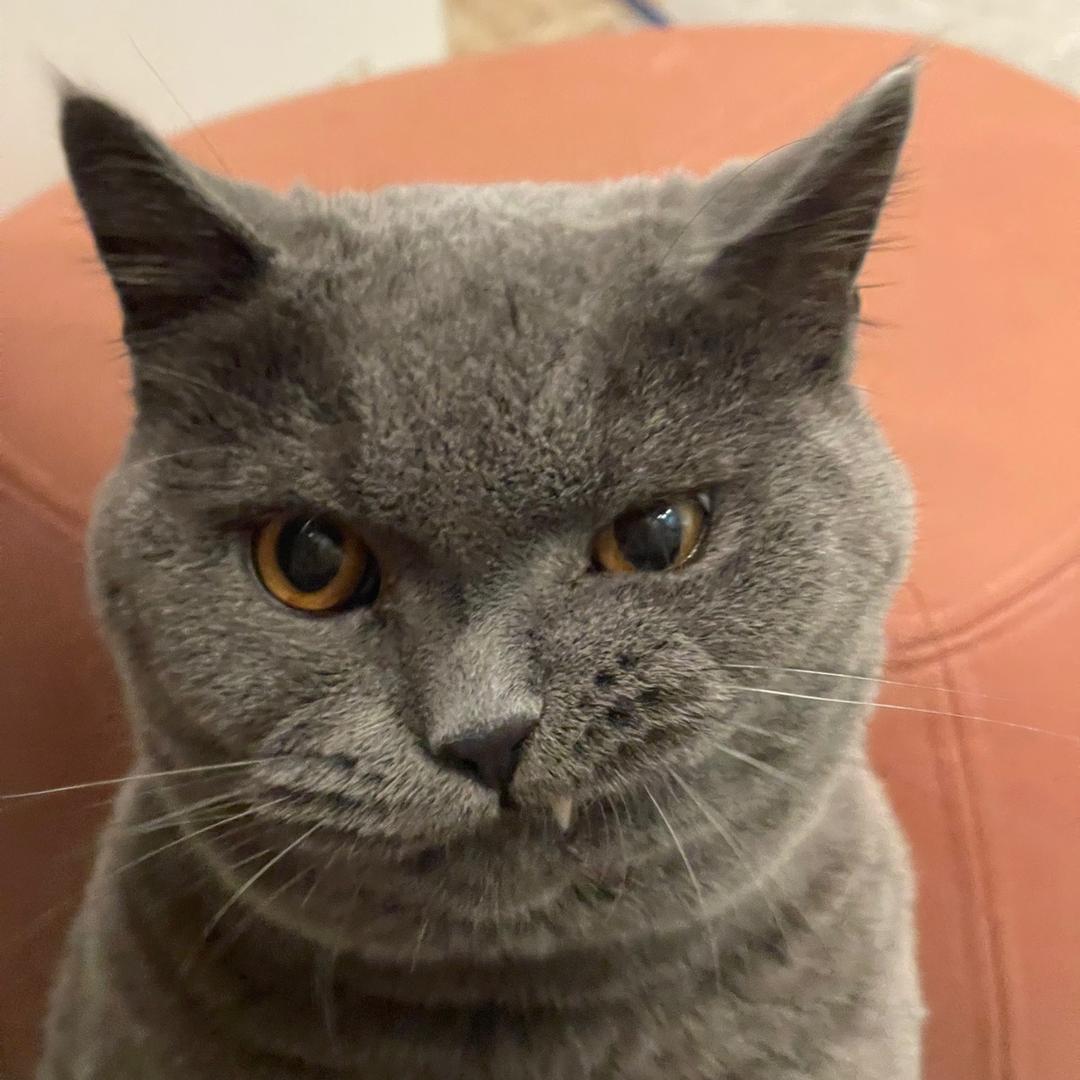 冷酷且无情（花男King）