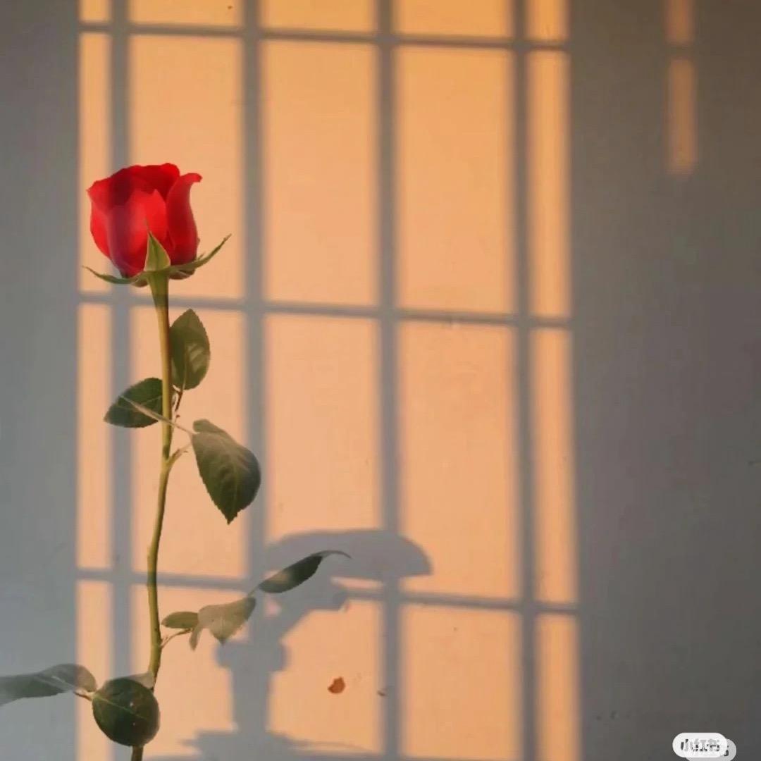 🧸羽羽.ෆ²⁹⁹