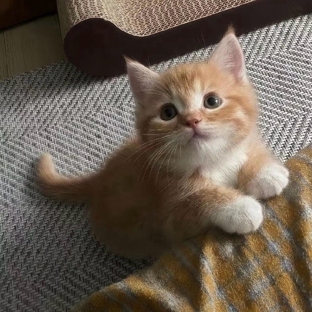 土豆不da伞