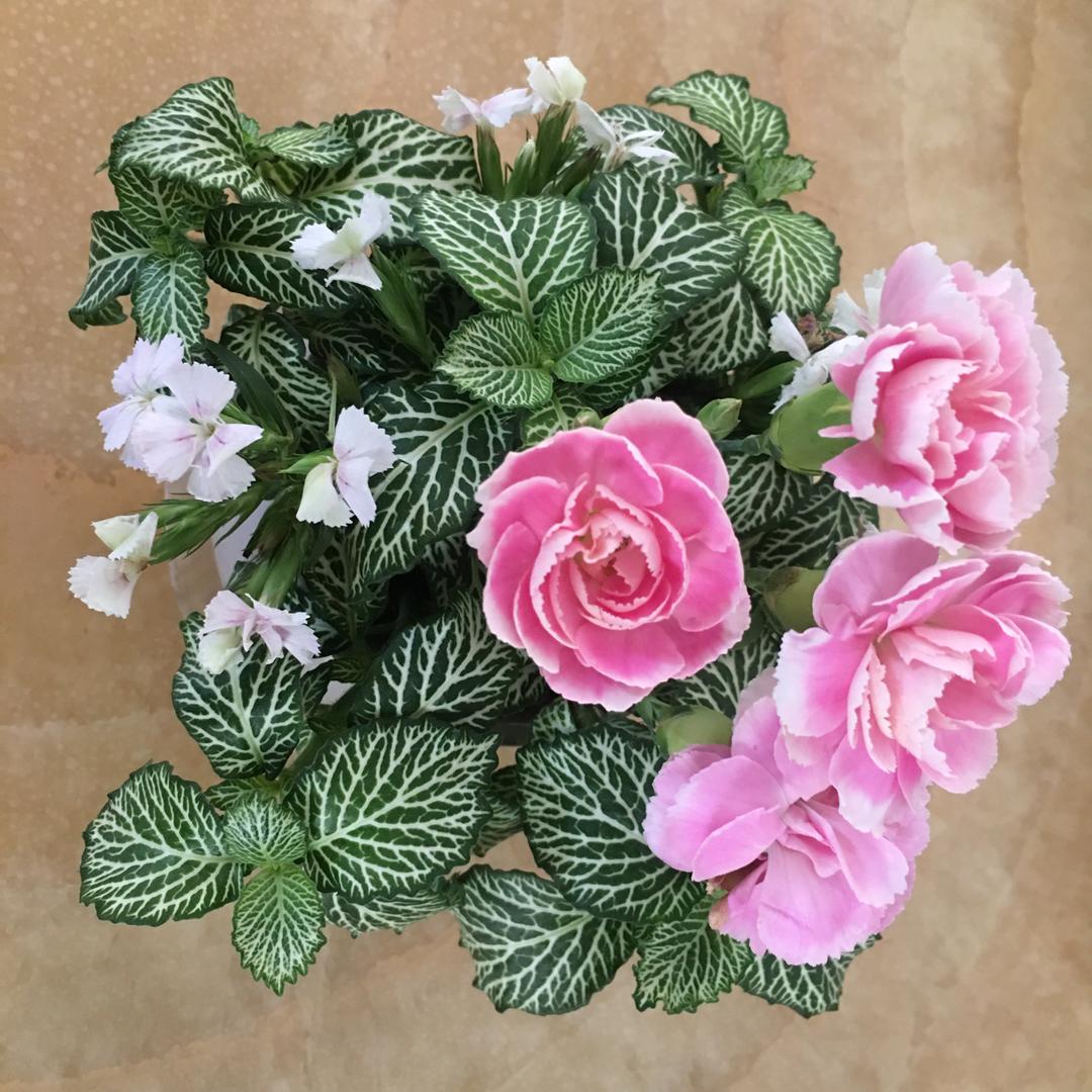 花花草草世界