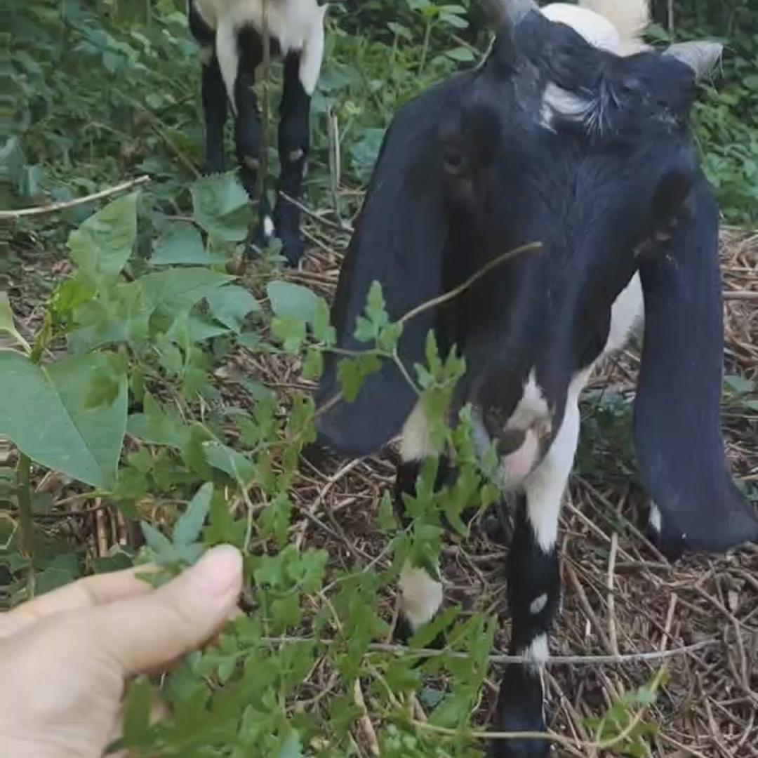 合川梁坝生鲜直营店