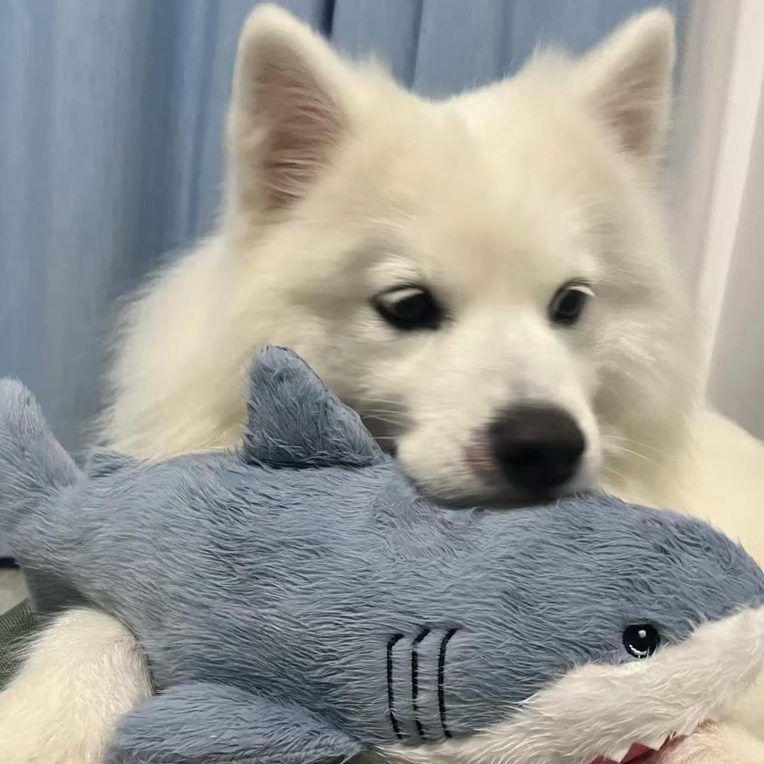 pia叽摔了凸^-^凸