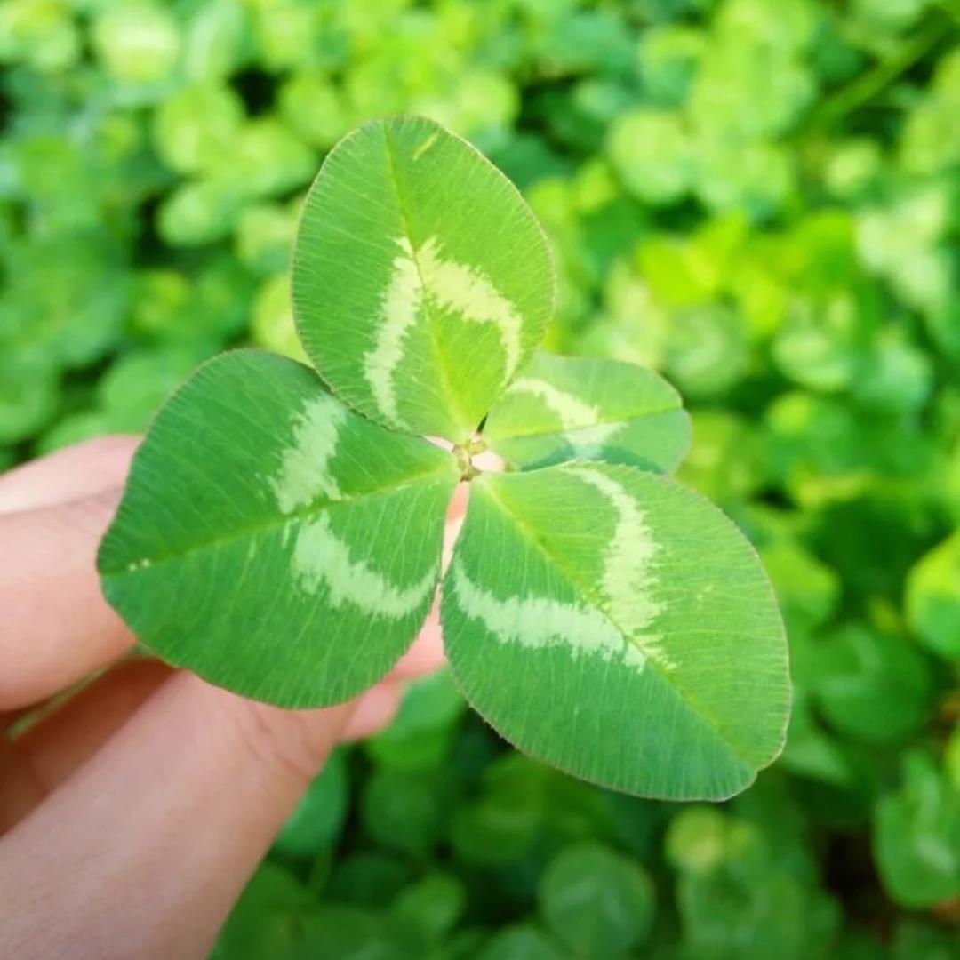 阮阮🍀