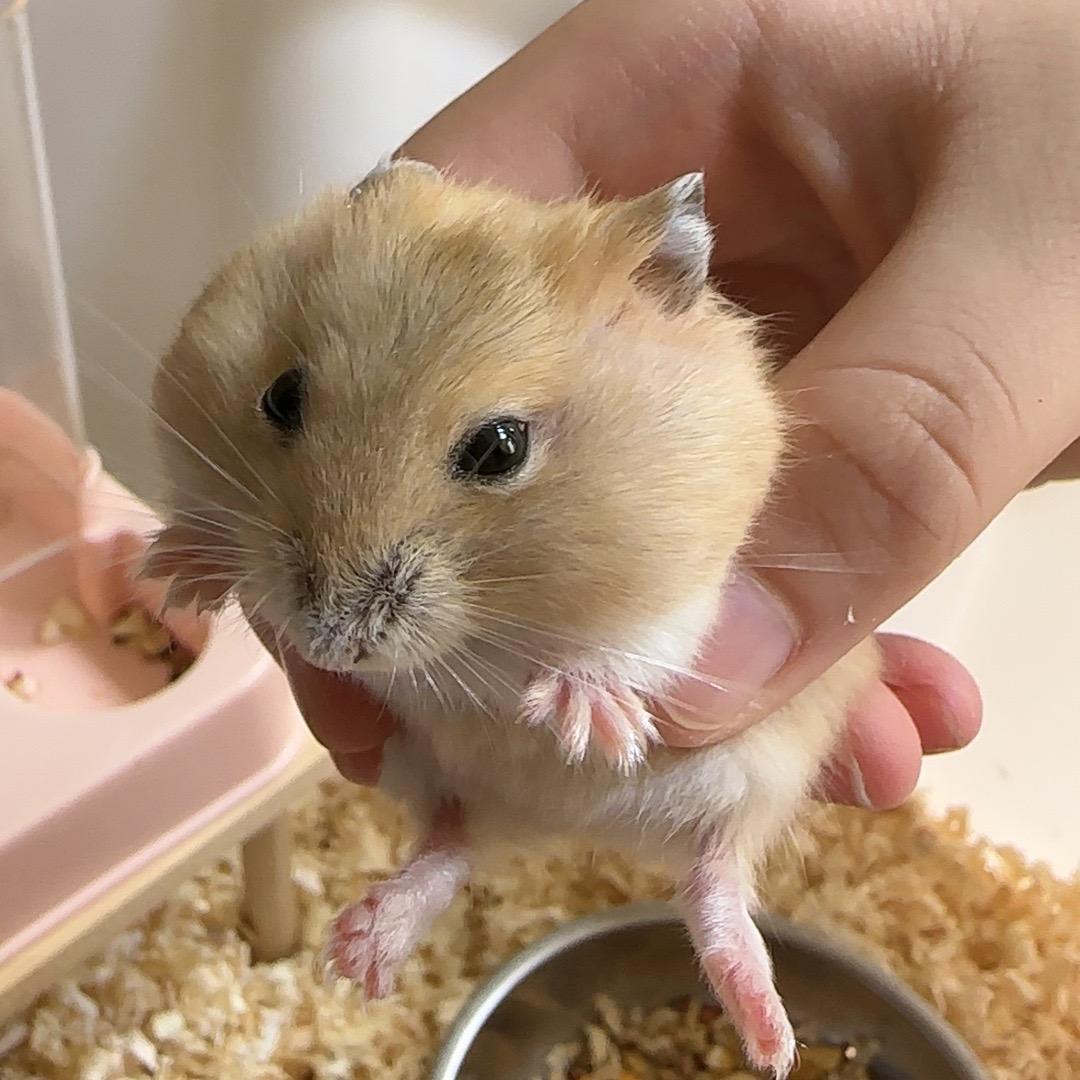 西西的鼠鼠