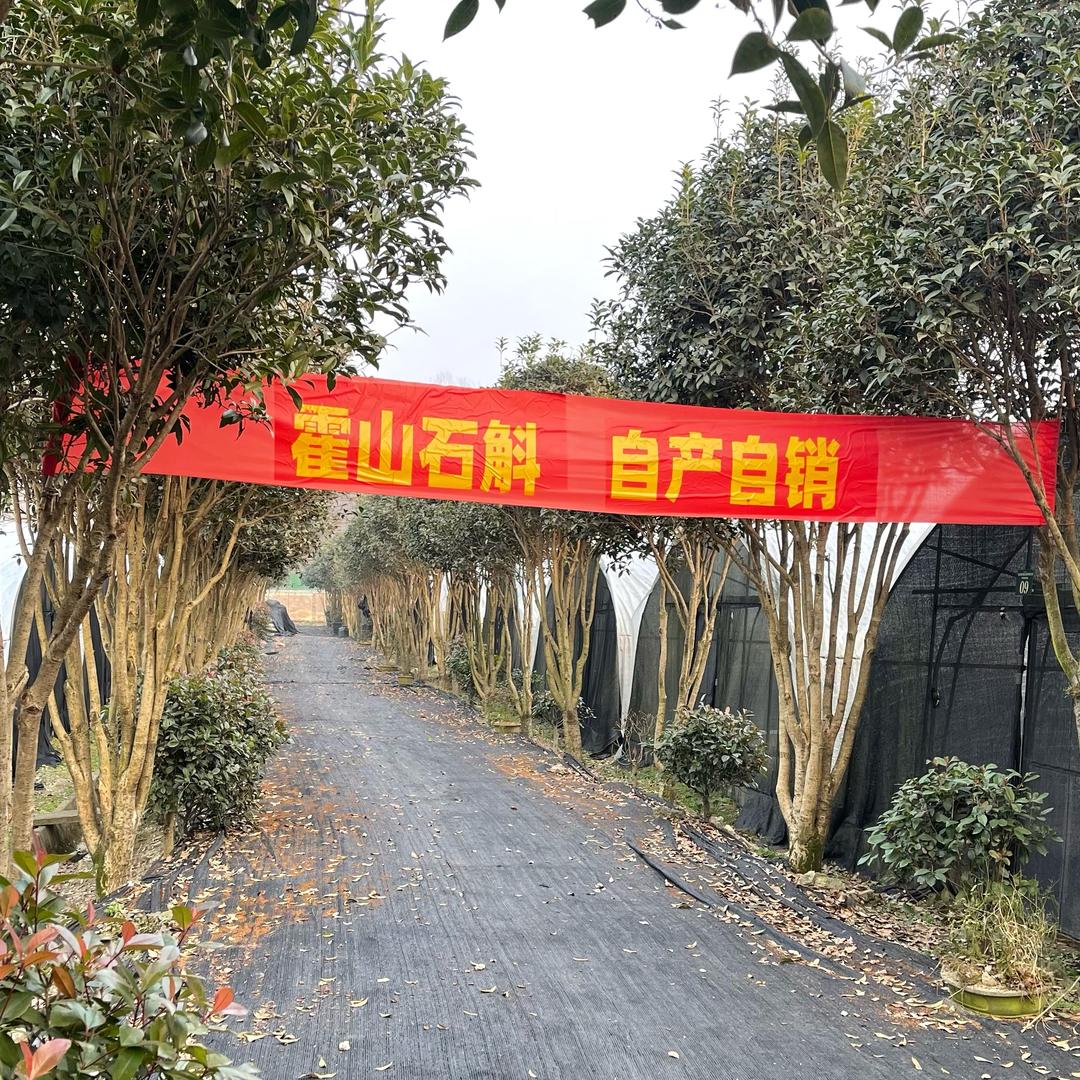 康哥霍山石斛种植基地