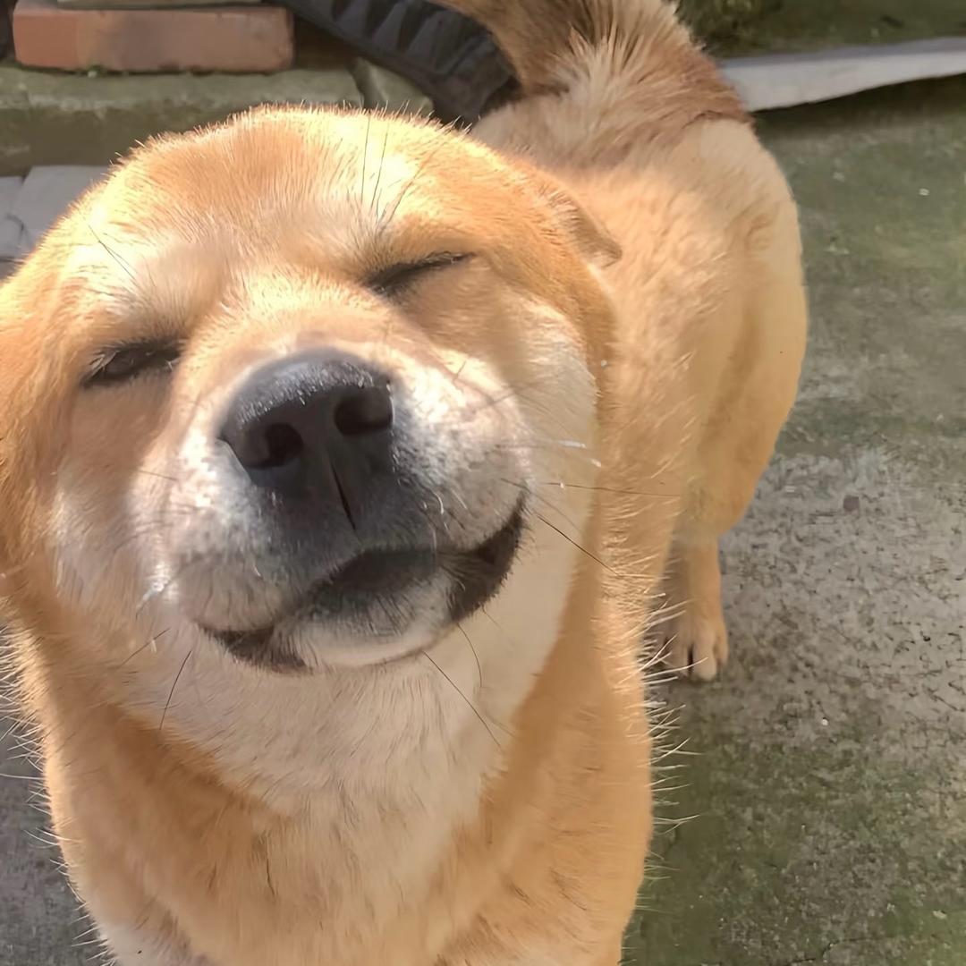 luke看看田园犬