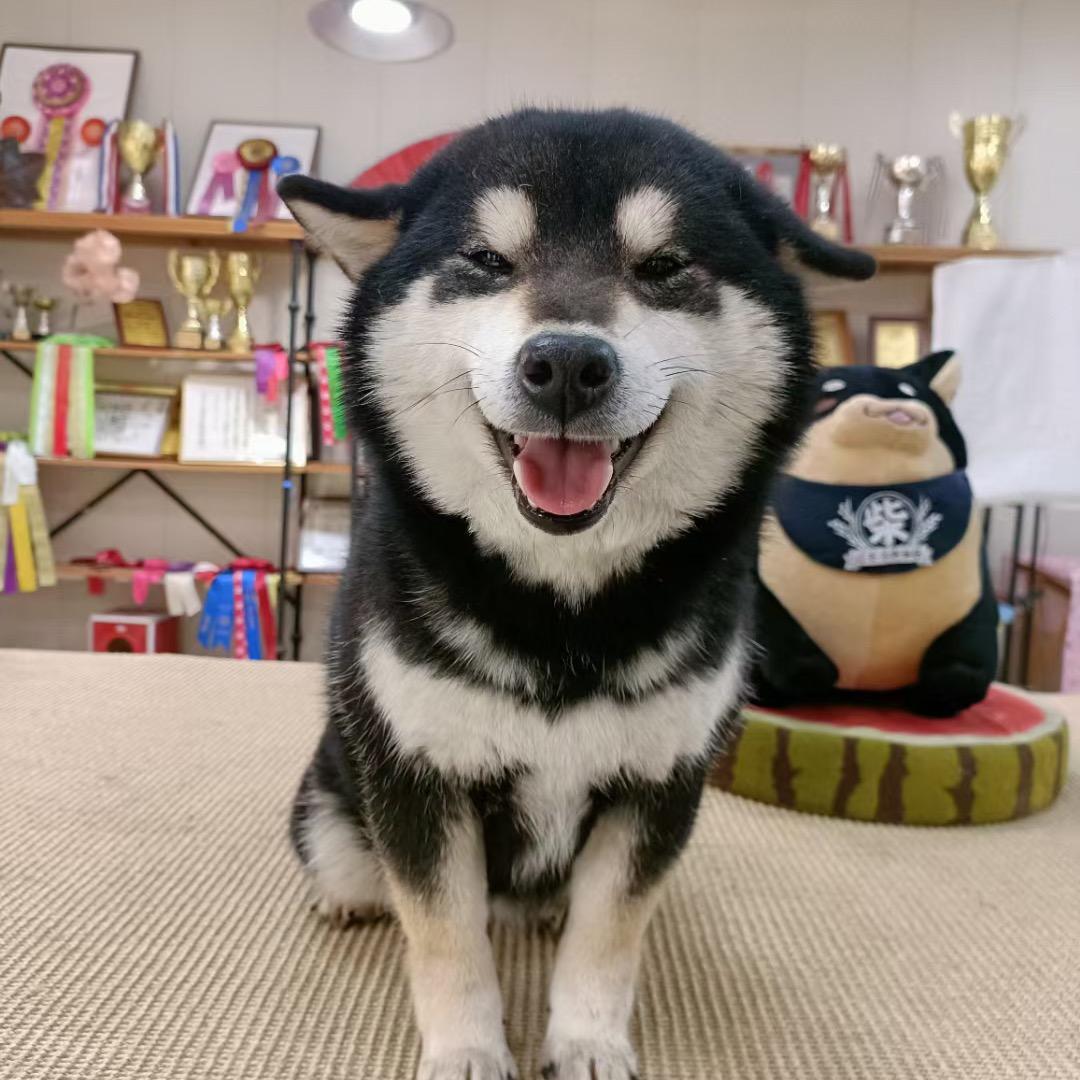 十二宫柴犬庄园