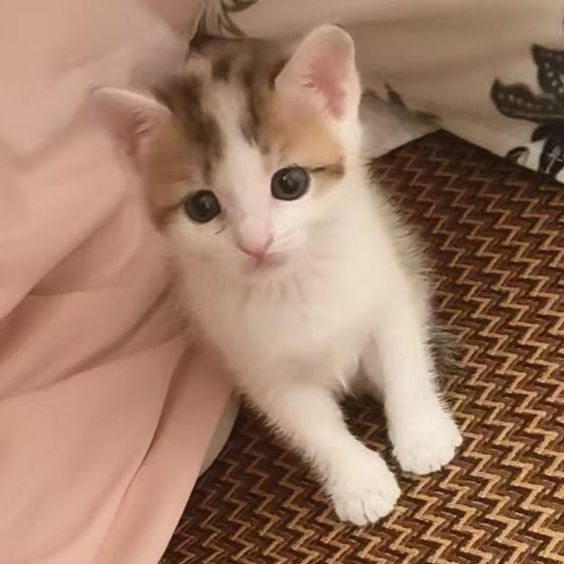 猫猫UT^