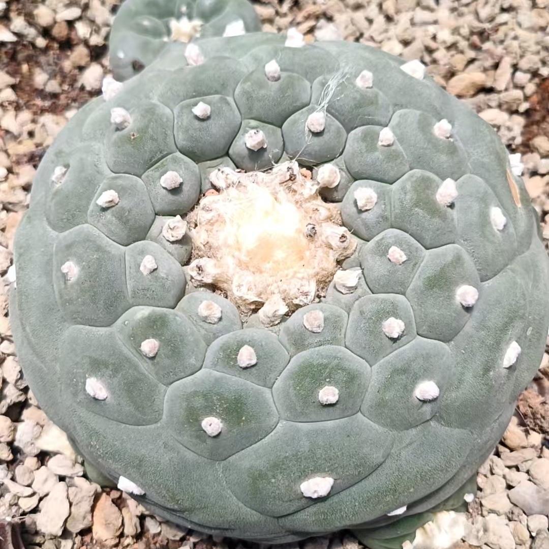 高辰绿植花卉精品仙人球