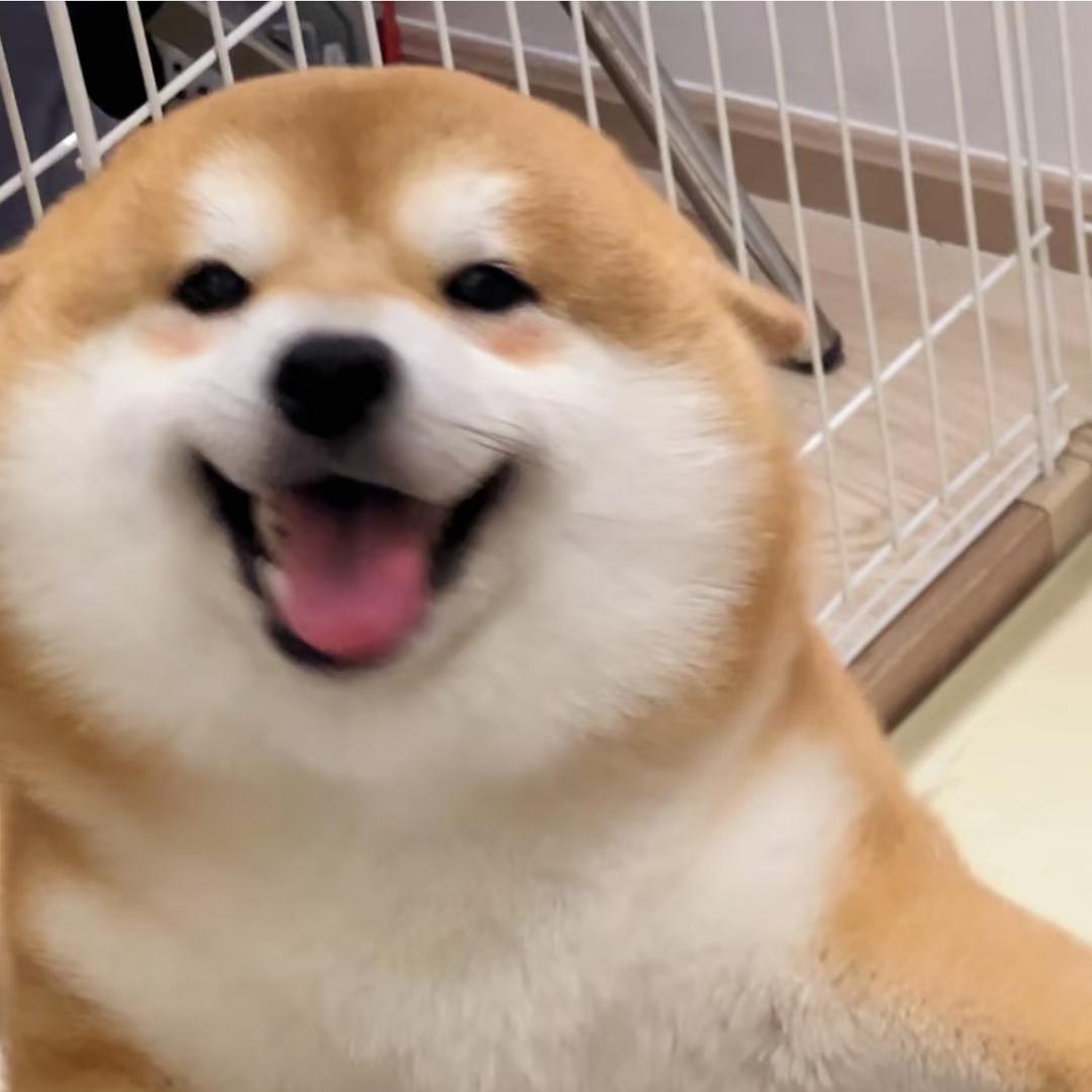 橘了
