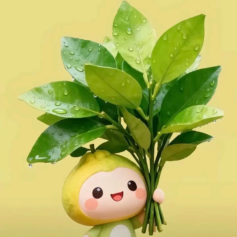 丸琪coco