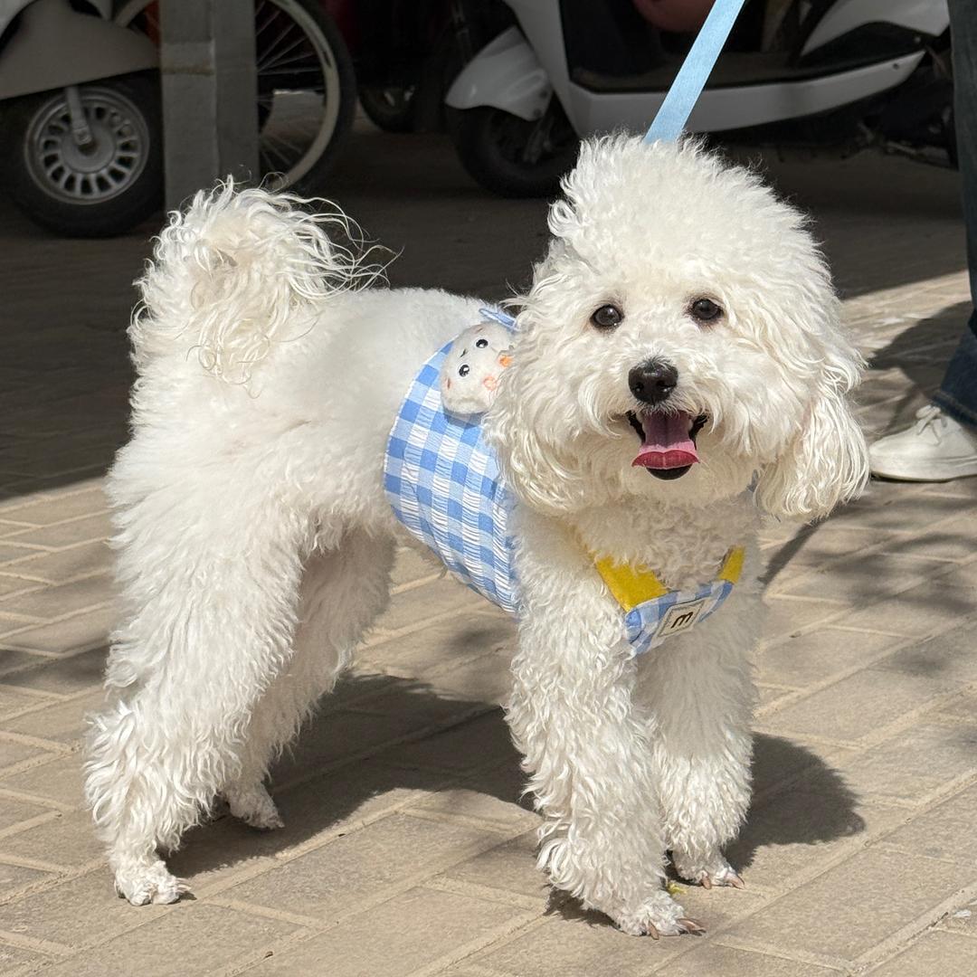 饭团是只小比熊（大实话版）
