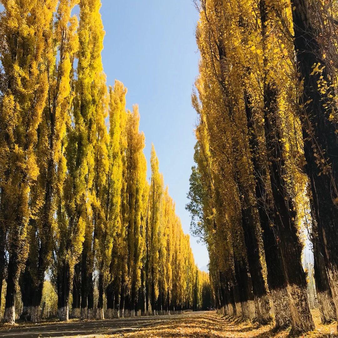 螺纹钢平纹机 压圆机