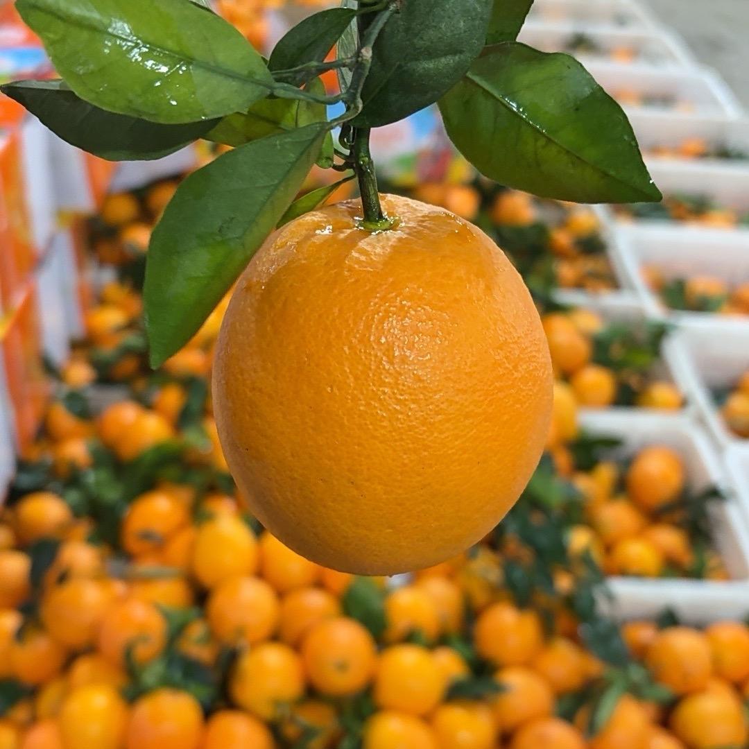 赣南脐橙【黄金季】