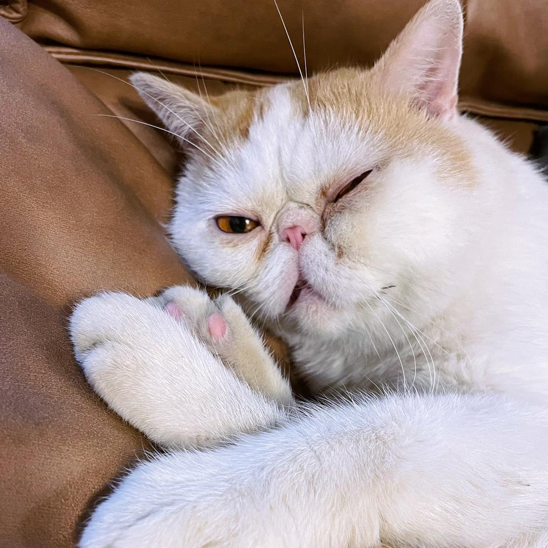 好吃你就多吃点