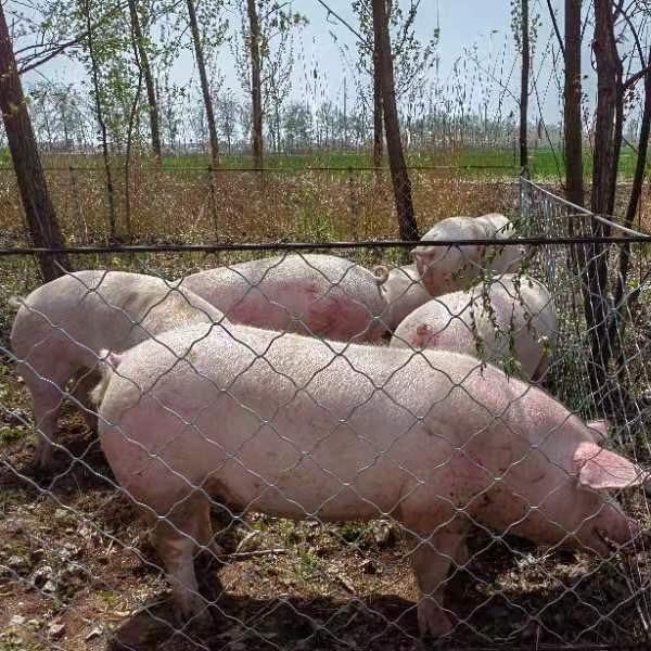 鱼台富硒土猪肉店