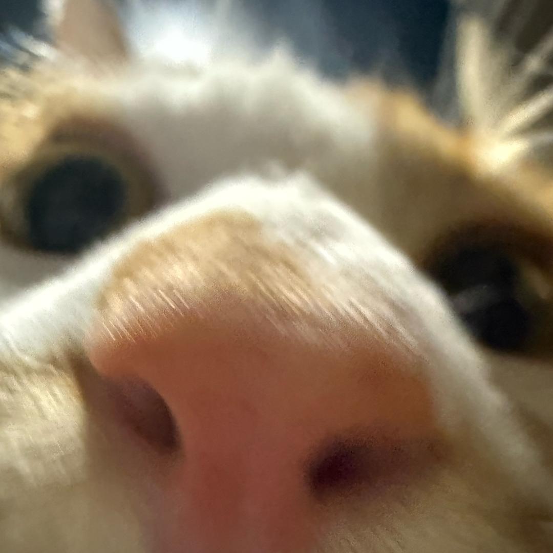 羊宝
