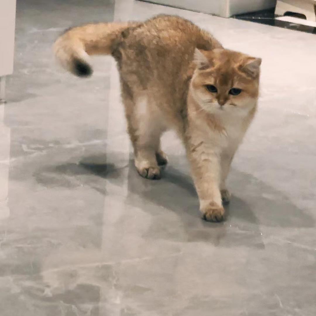 么阿马