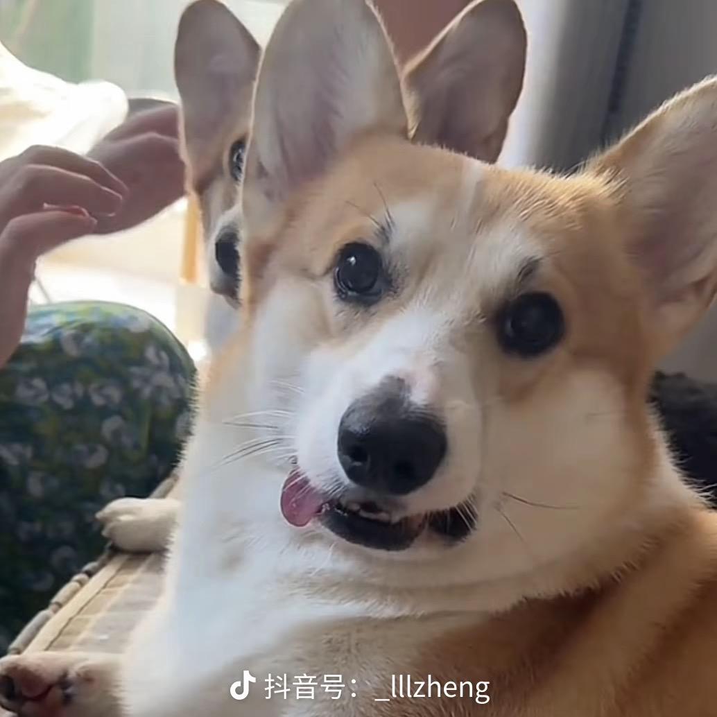 dollar是只小柯基