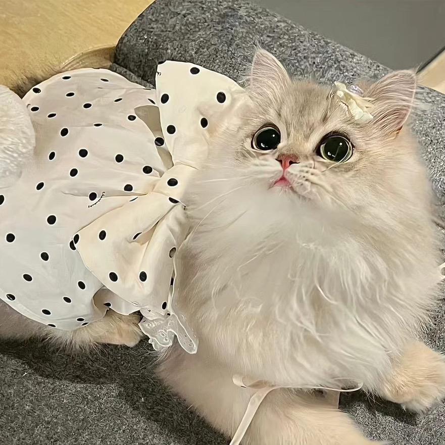 小猫吐司