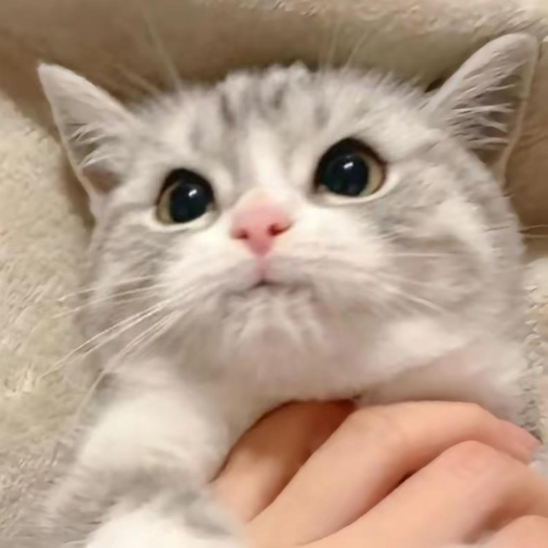 温温子