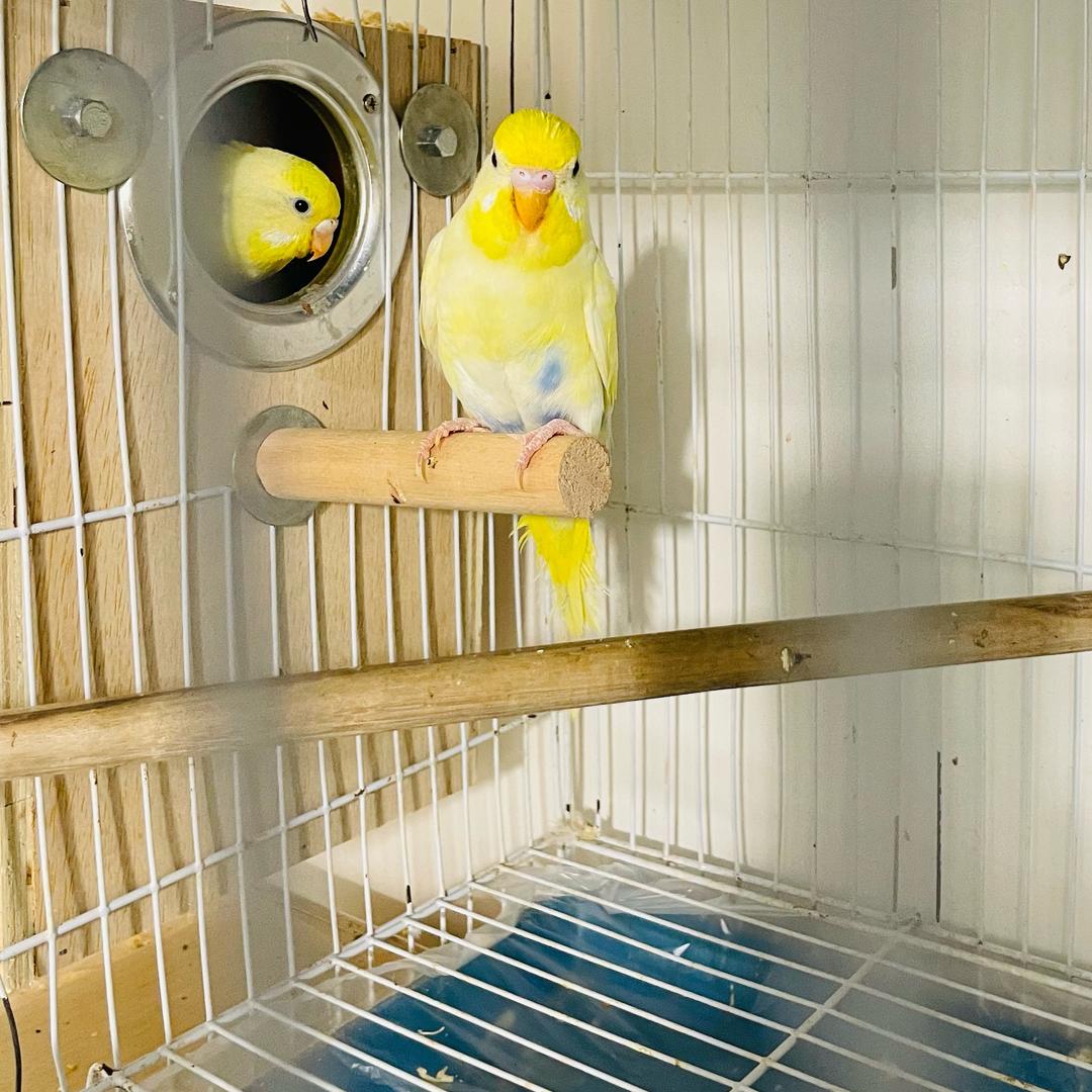 虎皮鹦鹉养成记