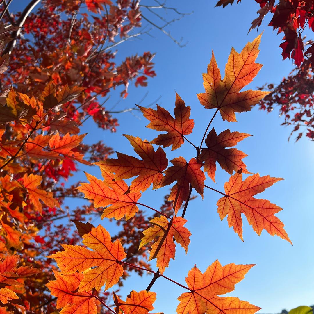 🧚🏻‍♀️叶子