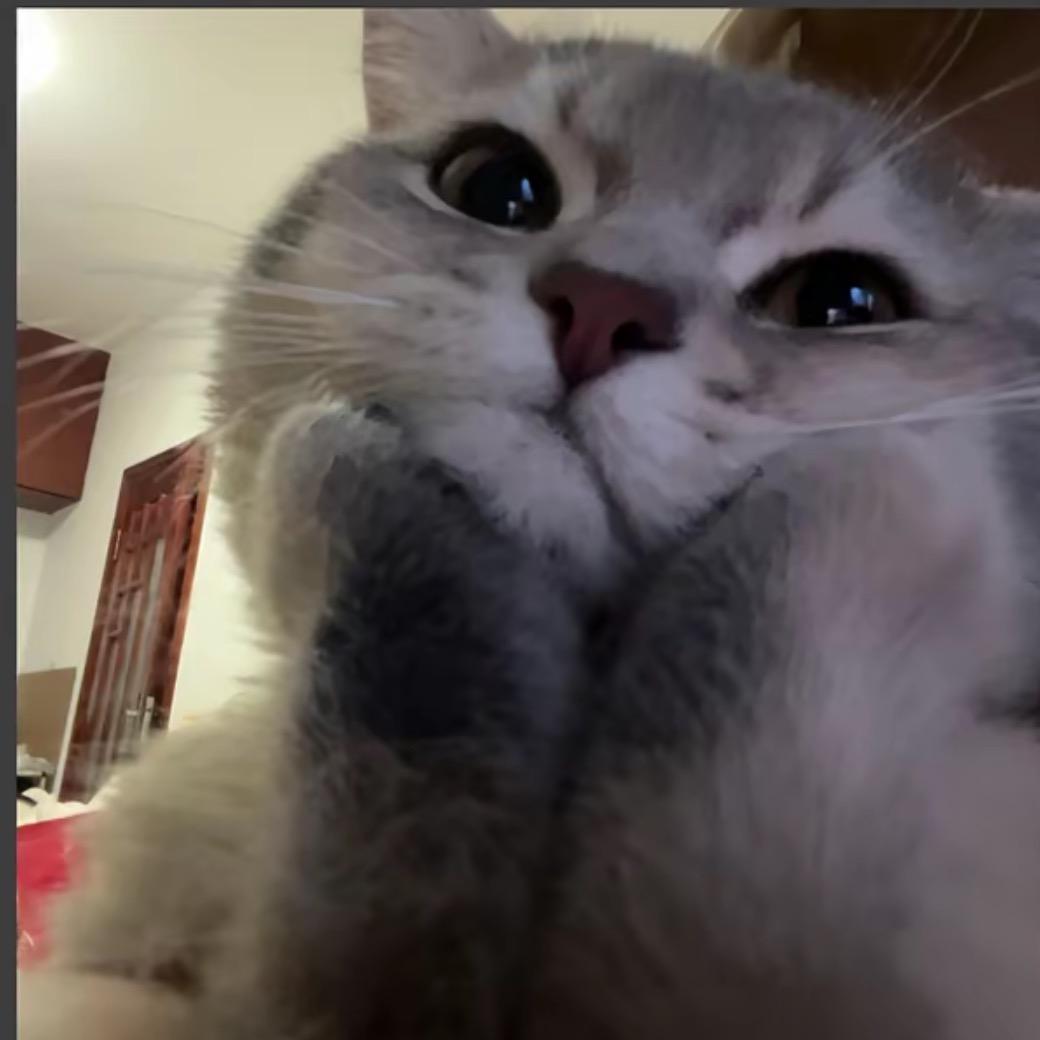 ˙Ⱉ˙ฅ
