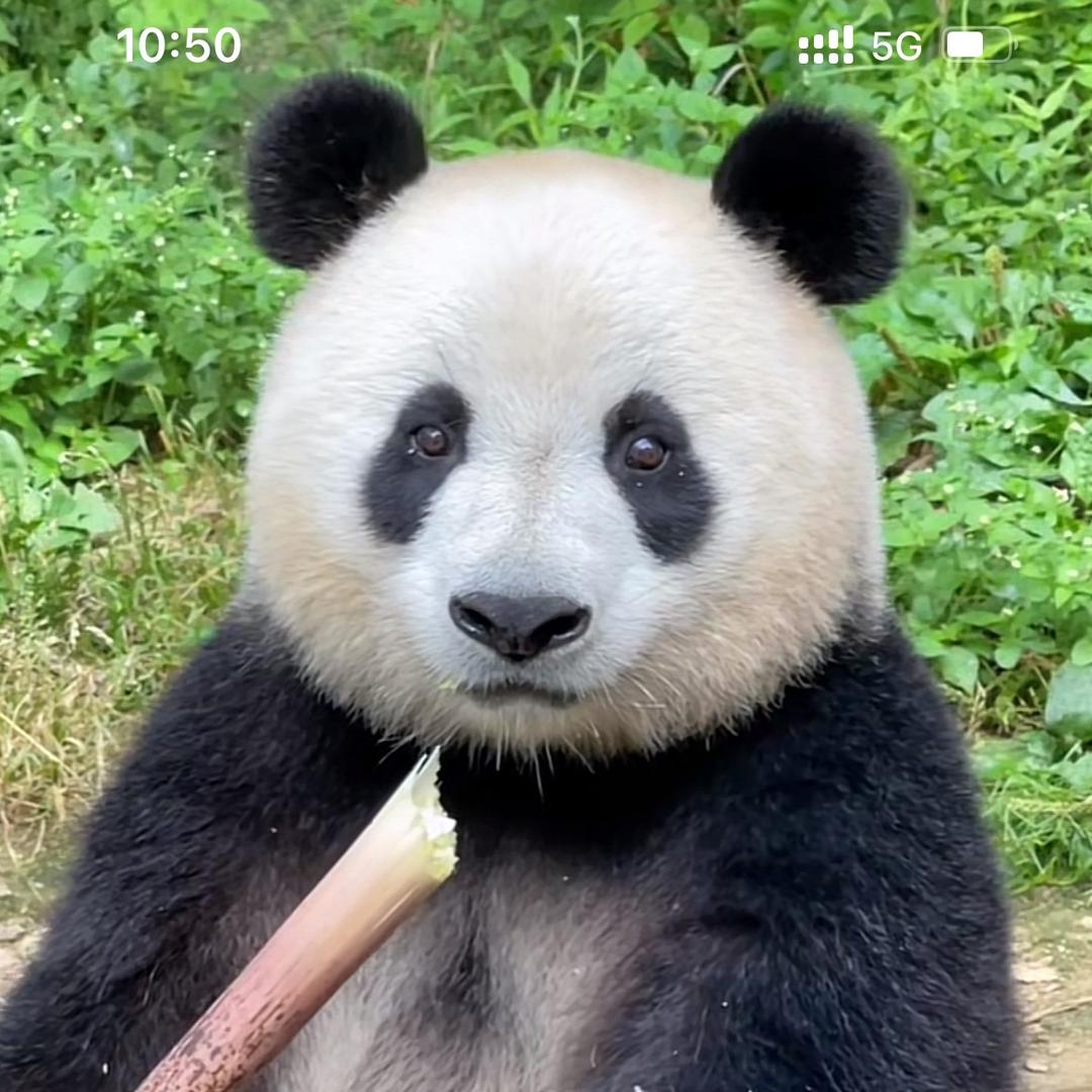 三次婉拒章若楠